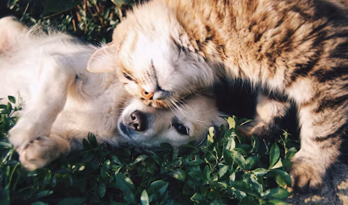 safest flea and tick treatments for pets